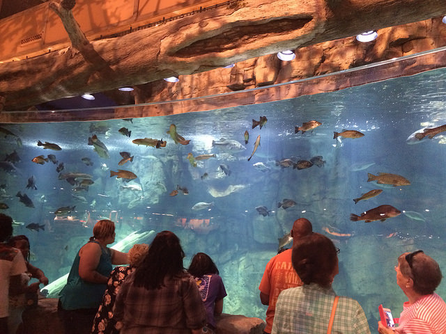 17372097571_2f1e555f29_z