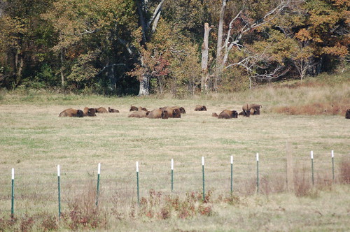 Shelby Farms Park buffalo, Memphis, Tenn. Shelby Farms Park buffalo, Memphis, Tenn.