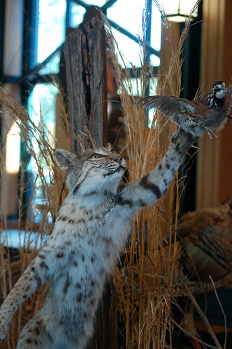 Action cat! Lichterman Nature Center, Memphis, Tenn. Action cat! Lichterman Nature Center, Memphis, Tenn.