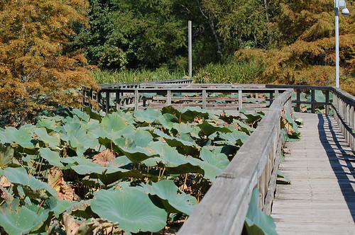 On the lake trail, Lichterman Nature Center, Memphis, Tenn. On the lake trail, Lichterman Nature Center, Memphis, Tenn.