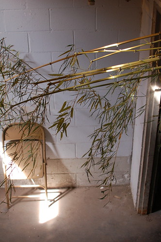 Tree in Crosstown, Memphis, Tenn. Tree in Crosstown, Memphis, Tenn.