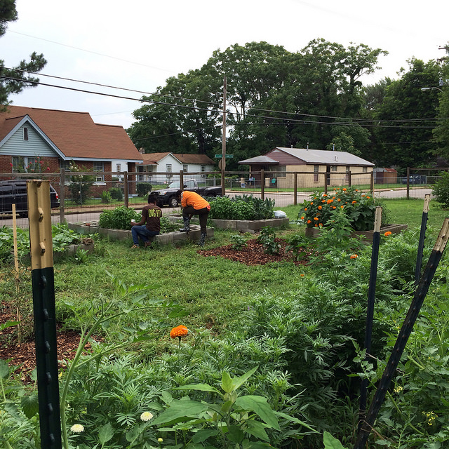 grow-memphis-orange-mound